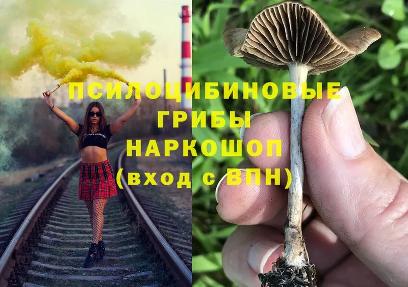 наркошоп  Байкальск  Галлюциногенные грибы Psilocybine cubensis 